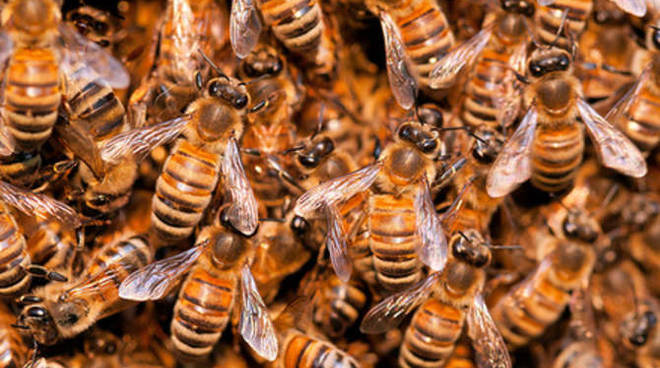 “Save the Bees, Save your Mind, Save your Life”: incontri gratuiti per infortunati sul lavoro della provincia di Imperia