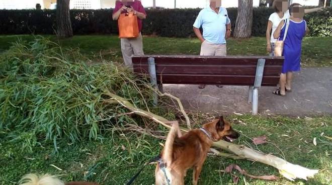 Taggia, ordinato l’abbattimento immediato di nove alberi a rischio crollo