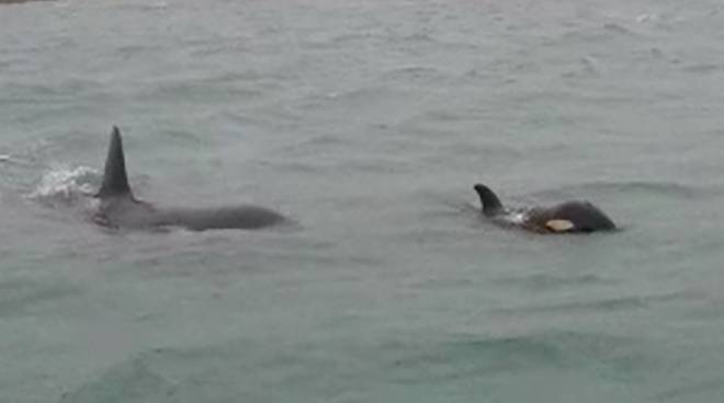 E’ morto il cucciolo di orca arrivato a Genova, ma la mamma cerca ancora di farlo respirare