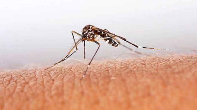 Anche in Liguria la zanzara coreana. Resistente al freddo trasmette malattie pericolose per animali ed esseri umani