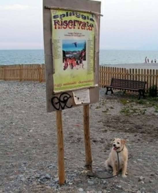 spiaggia cane