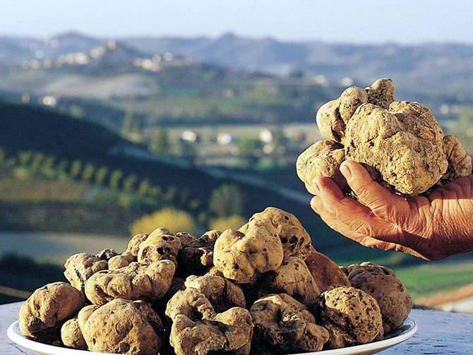 Tartufo bianco