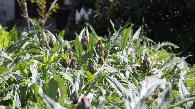 A Ospedaletti torna “È tempo di…carciofi”