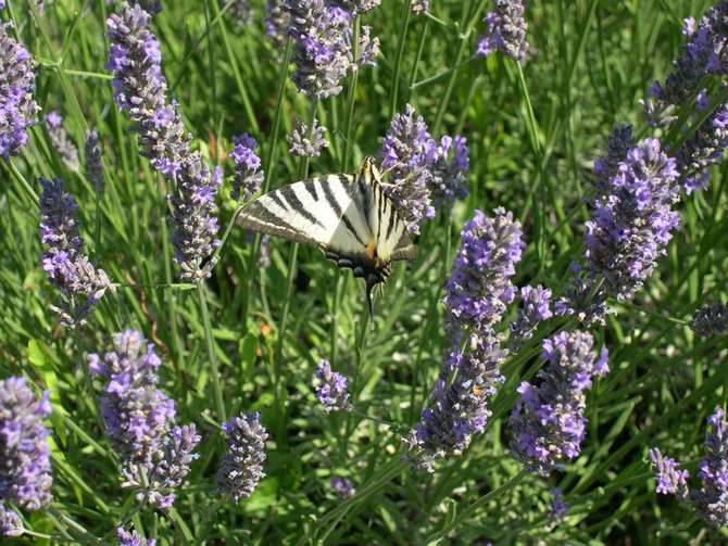 lavanda generica