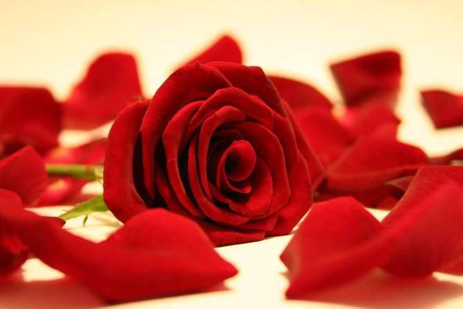 San Valentino rose rosse