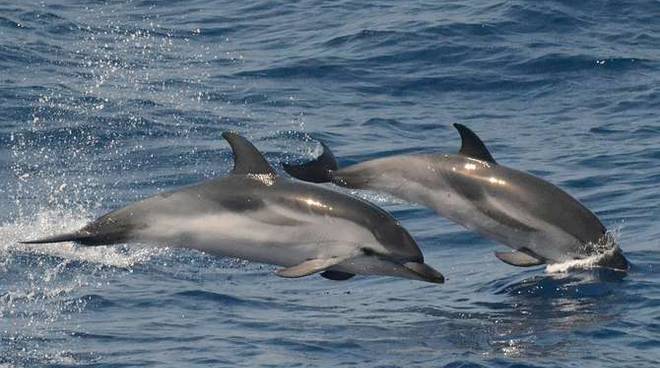 Sanremo, Tethys ventisei anni a studiare balene e delfini