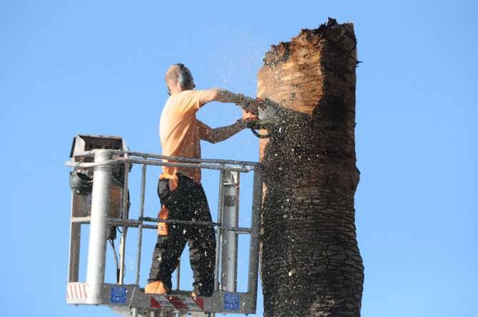 Punteruolo rosso Palme Sanremo Porto Vecchio