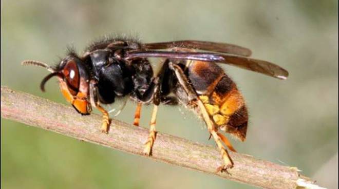 Attaccati dalle vespe mentre lavorano in campagna: due uomini soccorsi, uno è grave