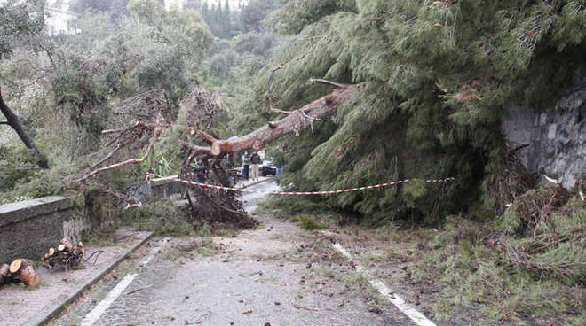 Ventimiglia, tanti alberi a rischio crollo: scatta l’ispezione affidata a tecnici specializzati