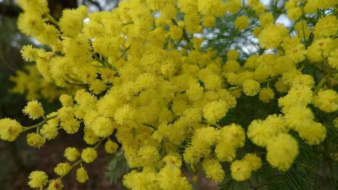 mimosa generica