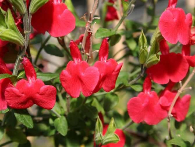 fiori generica salvia