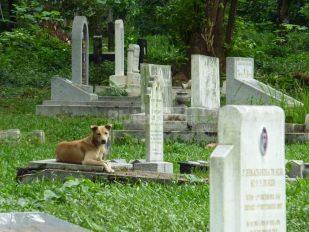 cani al cimitero