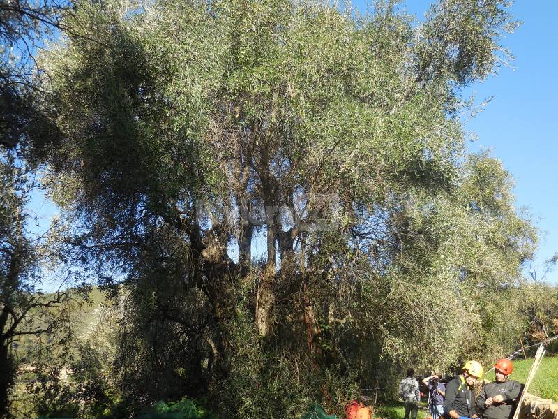 Seborga: alla ricerca delle origini dell'olivo taggiasco