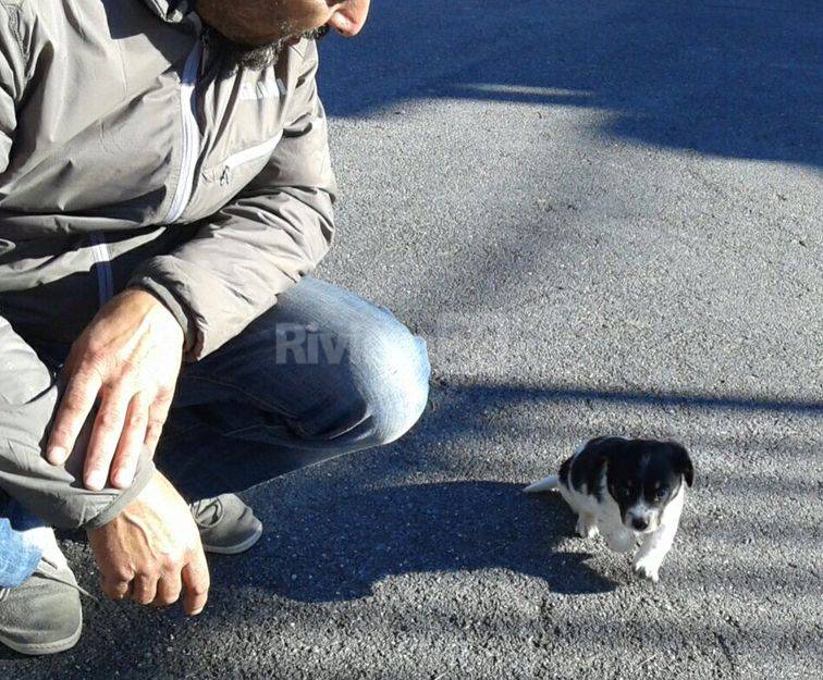 tre cagnolini abbandonati a taggia 