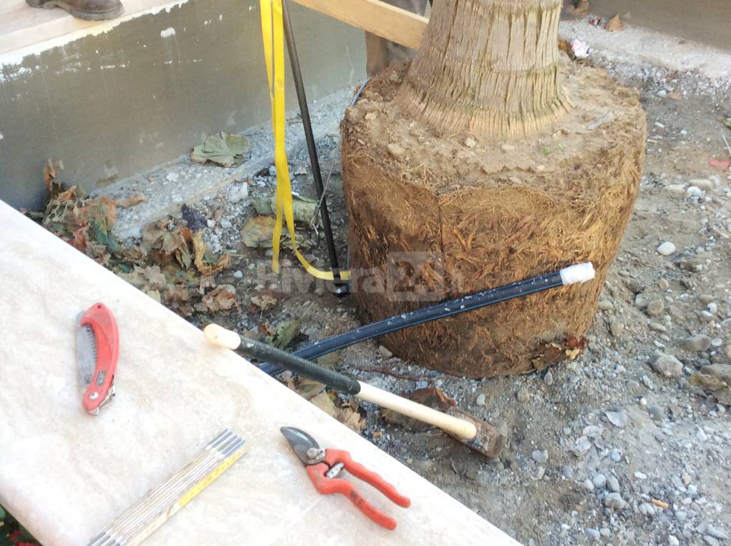 Ventimiglia, in piazza Coppo sono arrivate le tre palme piumose