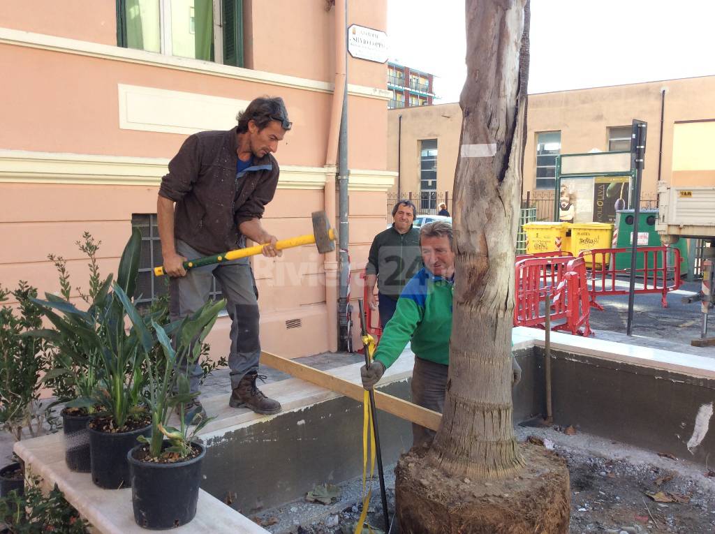 Ventimiglia, in piazza Coppo sono arrivate le tre palme piumose