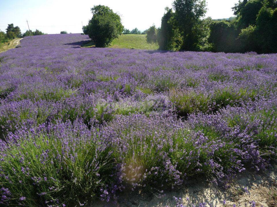 Lavanda