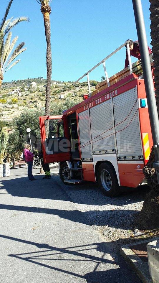 Bordighera vigili del fuoco salvano gattini