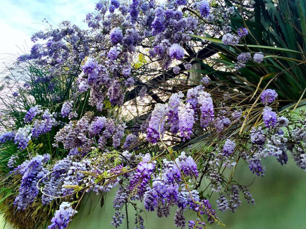 Biodiversità, Mai: «Aperto concorso fotografico dedicato ad alberi monumentali, un glicine per provincia di Imperia»