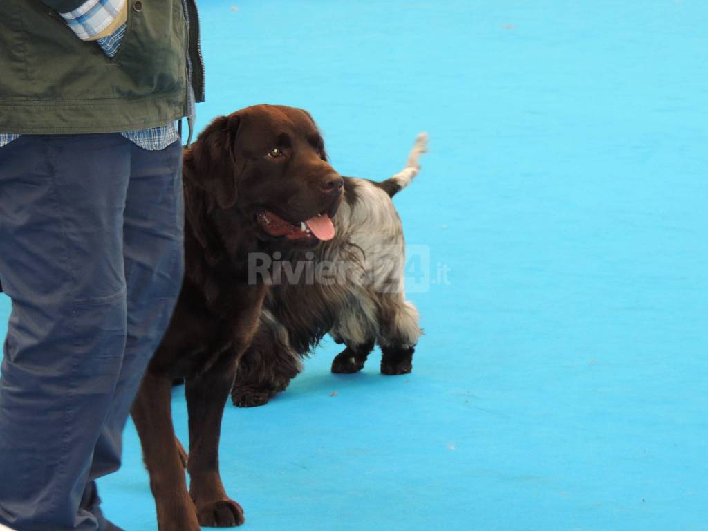 riviera24 - I cani più belli e pluripremiati a Sanremo per "Topo Dog"