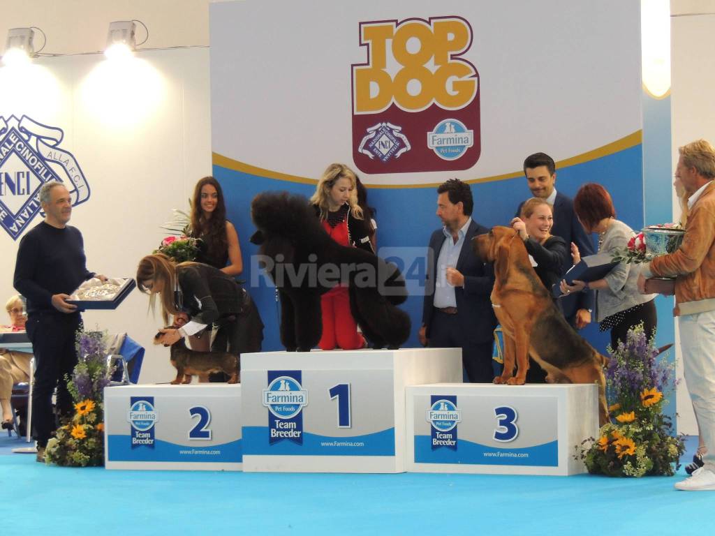 riviera24 - I cani più belli e pluripremiati a Sanremo per "Topo Dog"