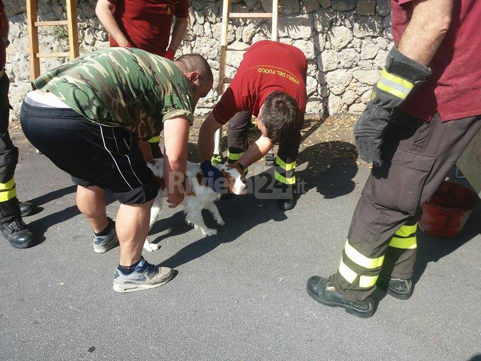 cane salvato vigili del fuoco