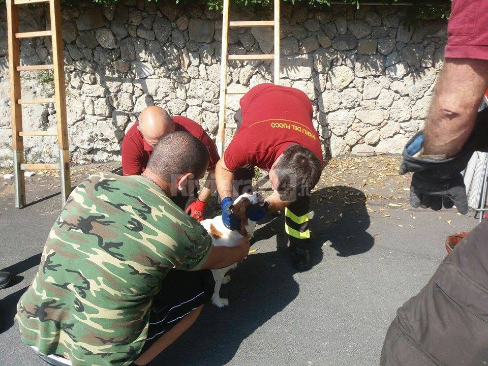 cane salvato vigili del fuoco