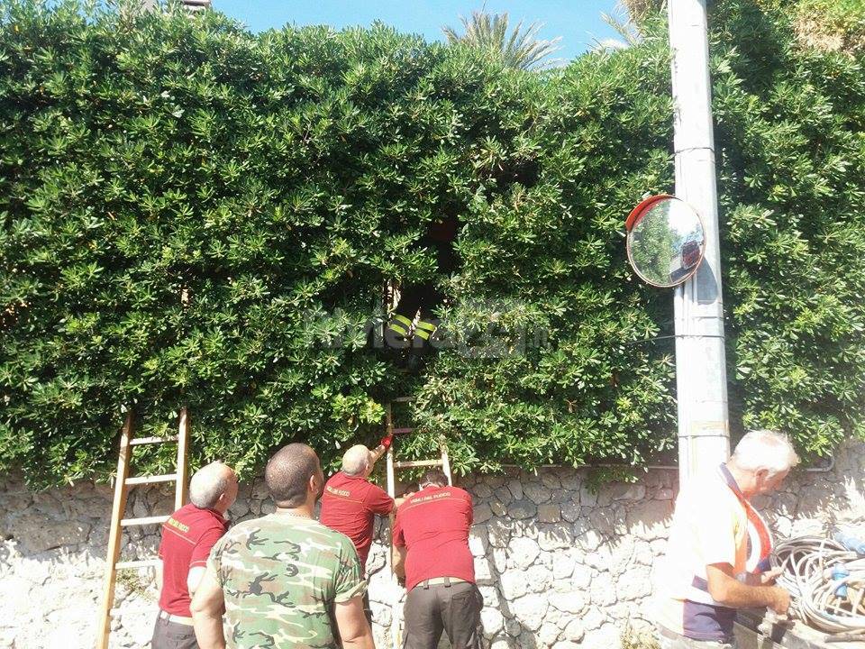 cane salvato vigili del fuoco