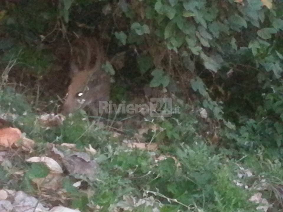 cuccioli di cinghiale