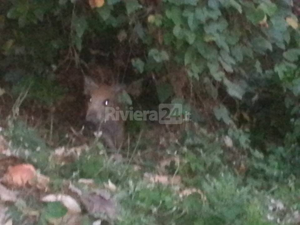 cuccioli di cinghiale