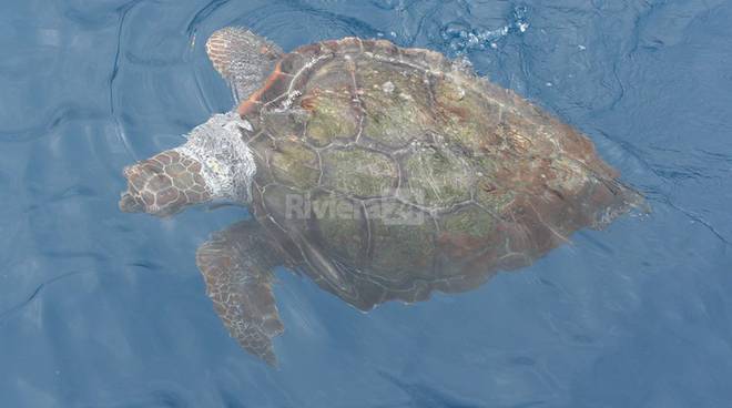 Delfini e balene, ma anche tartarughe regalano spettacolo nel mare di Sanremo