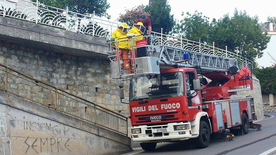 Protezione civile bordighera squadra contro vespa velutina