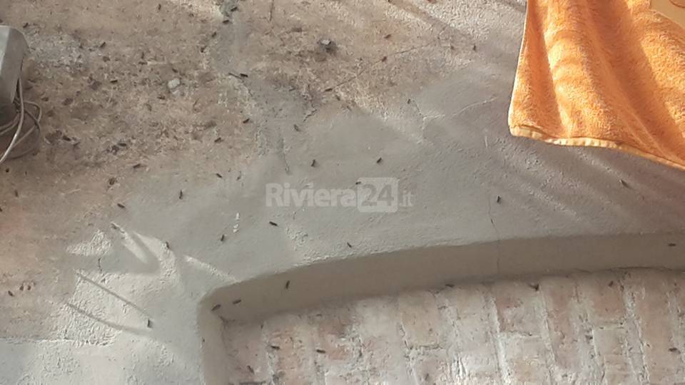 riviera24 - farfalline falene
