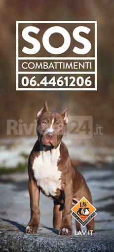 riviera24 -  SOS combattimenti tra cani