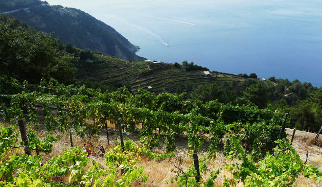 Riviera24 - viticoltura, vigneto, vigna