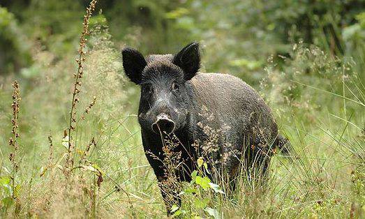 CINGHIALE