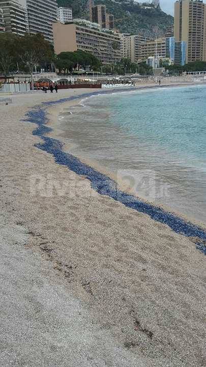 riviera24 - Monaco, lo spettacolo delle velelle alla spiaggia del Larvotto