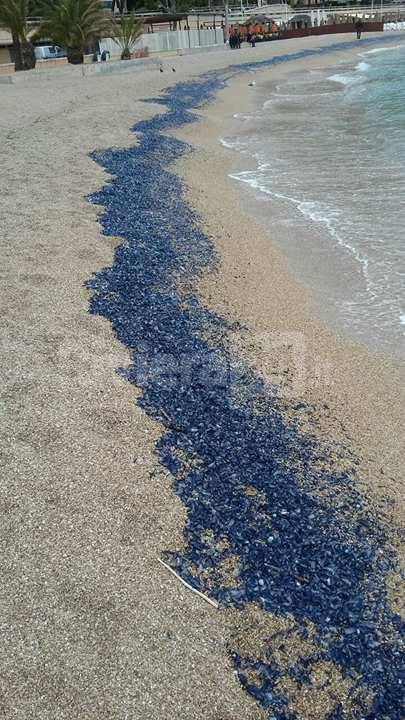 riviera24 - Monaco, lo spettacolo delle velelle alla spiaggia del Larvotto