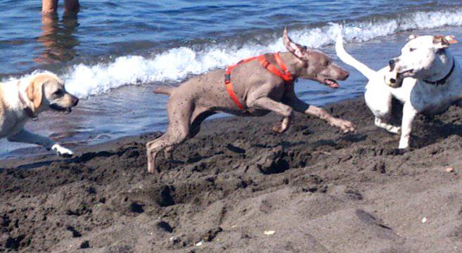 spiaggia cani