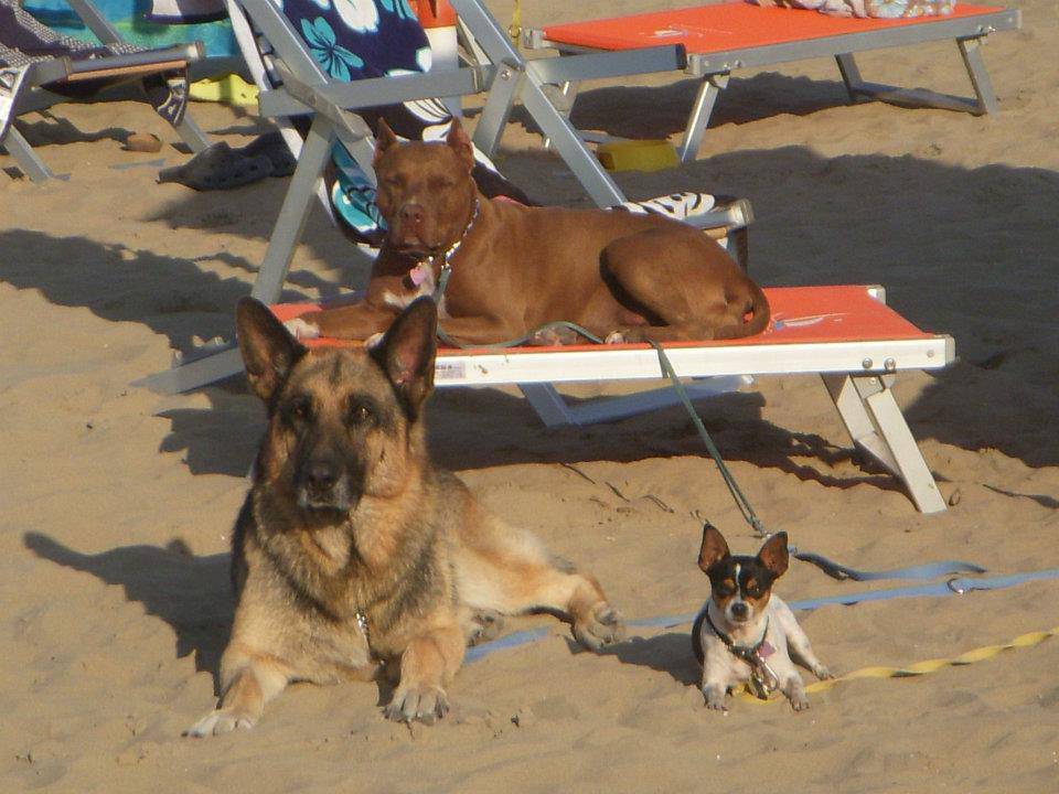 spiaggia cani