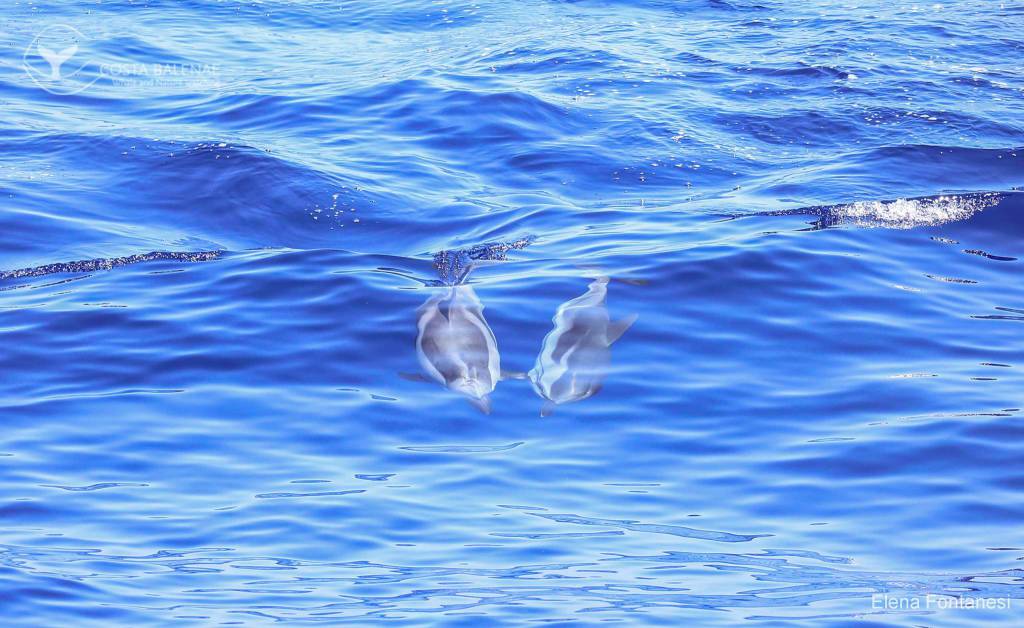 Il Mar Ligure culla dei cetacei