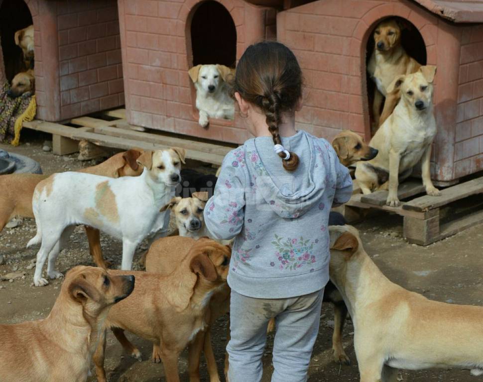 cani santa croce camporosso