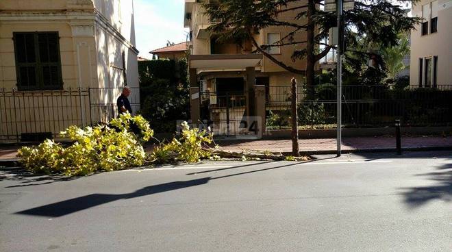 Bordighera, raffiche di vento spezzano albero in via Romana