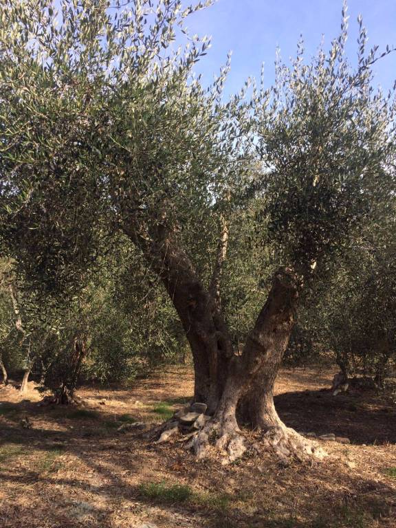 riviera24 - Camminata tra gli olivi a Chiusavecchia