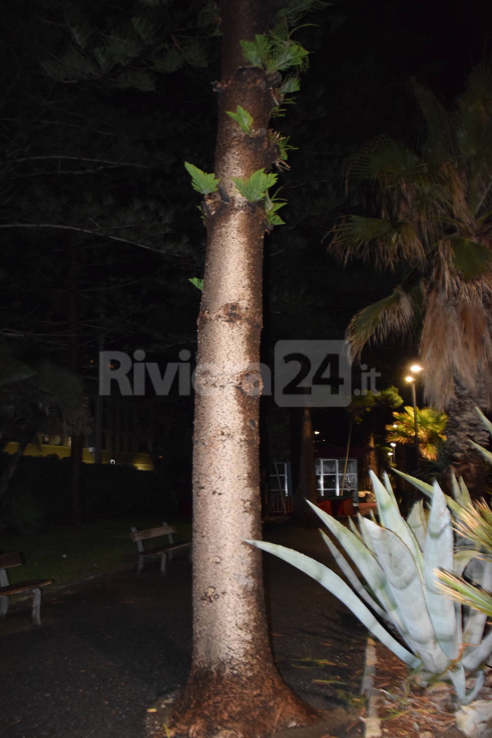 araucaria bordighera