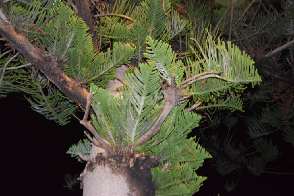 araucaria bordighera