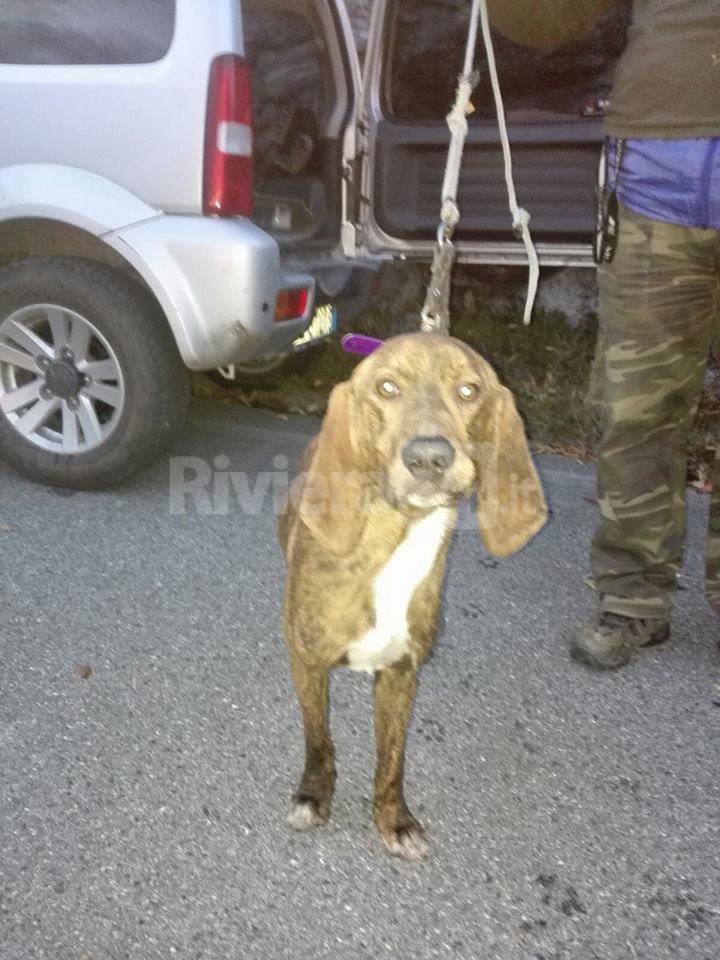 riviera24 - cane da caccia  vigili del fuoco