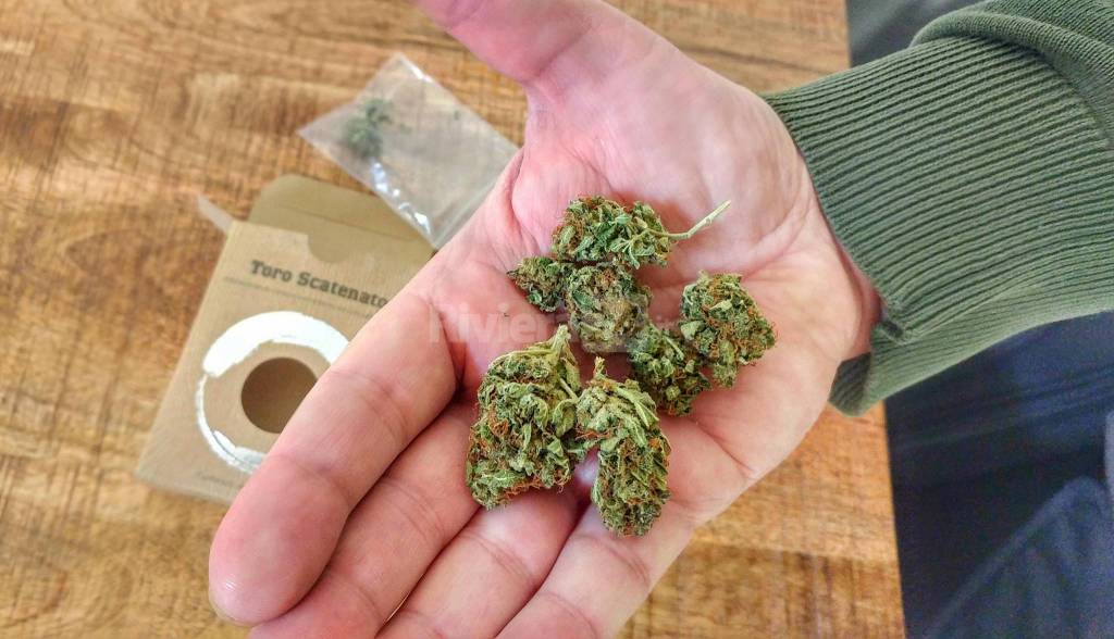 Ecco cosa devi sapere sulla conservazione dei semi di marijuana - Riviera24