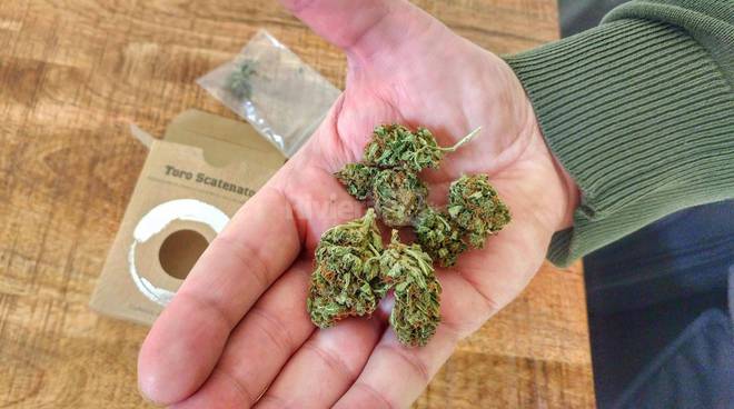 Anche a Sanremo è arrivata la marijuana legale: si compra dal