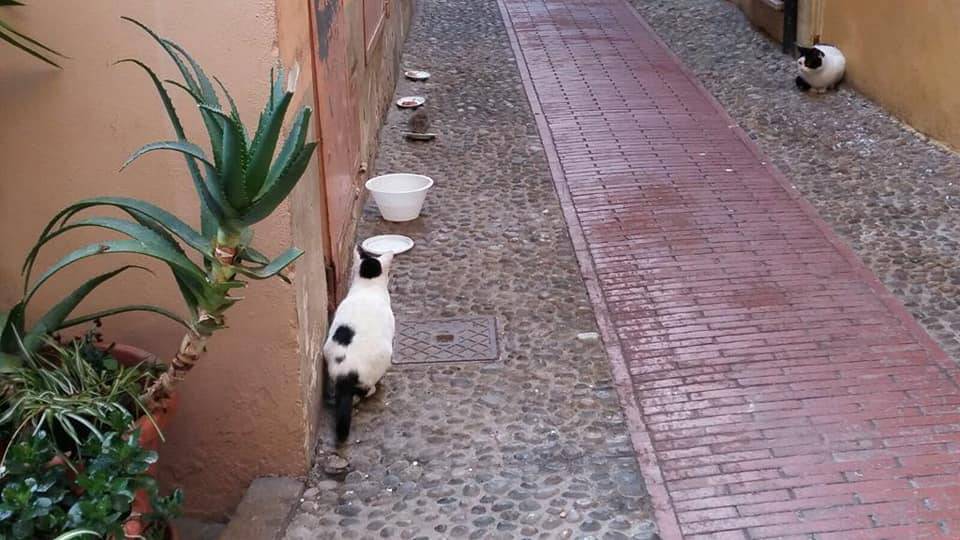 riviera24 -  grosso ratto ruba il cibo dalla ciotola davanti ai gatti